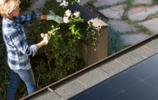 A woman is pruning a rose bush.